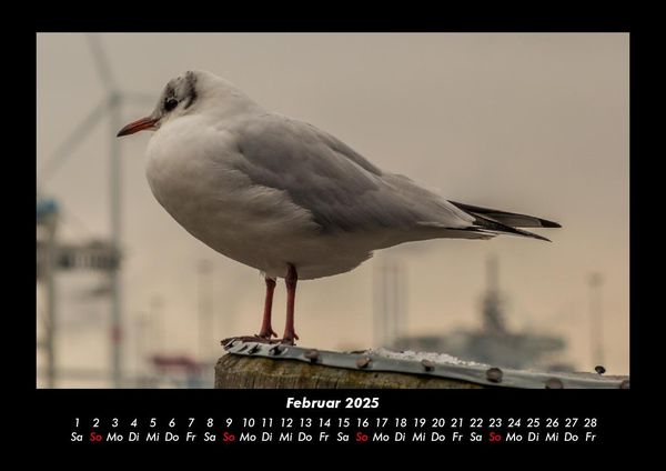 Produktbild: Vogelparadies 2025 Fotokalender DIN A3