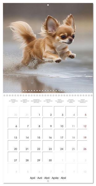 Produktbild: Cute Chihuahua (Wall Calendar 2026 12 &times; 12 Inch) CALVENDO 12 Month Wall Calendar