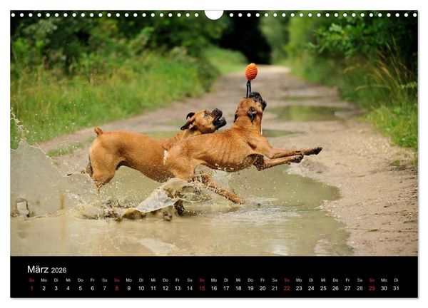 Produktbild: Boxer ? Was sonst ! (Wandkalender 2026 DIN A3 quer), CALVENDO Monatskalender