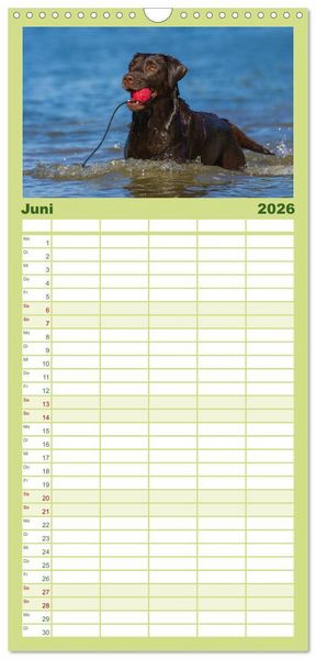 Produktbild: Familienplaner 2026 - Labrador Retriever 2026 mit 5 Spalten (Wandkalender, 21 x 45 cm) CALVENDO