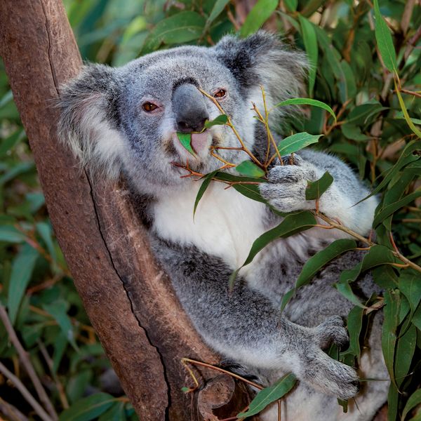 Produktbild: Koalas 2027
