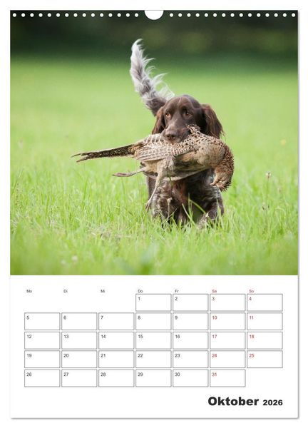 Produktbild: Geboren um zu Jagen. Der kleine M&uuml;nsterl&auml;nder (Wandkalender 2026 DIN A3 hoch), CALVENDO Monatskalender