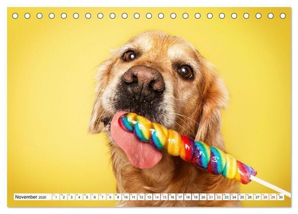 Produktbild: Hunde im Naschparadies (Tischkalender 2026 DIN A5 quer), CALVENDO Monatskalender