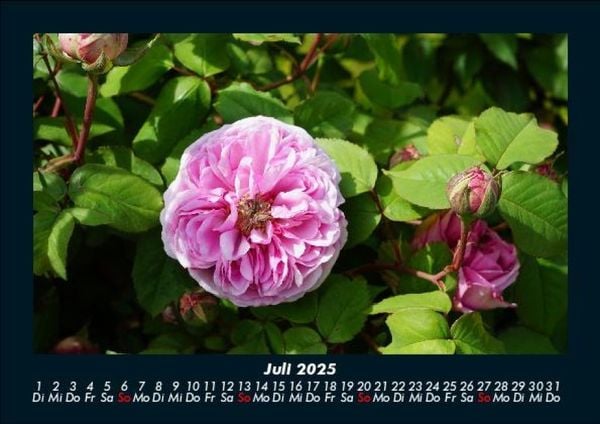 Produktbild: Blumenzauber 2025 Fotokalender DIN A5