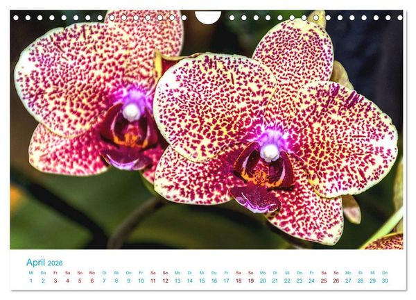 Produktbild: Die K&ouml;nigin der Blumenwelt, die Orchidee (Wandkalender 2026 DIN A4 quer), CALVENDO Monatskalender