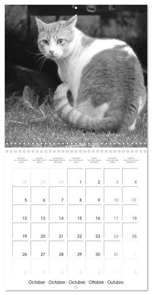 Produktbild: Black and white cat whispers (Wall Calendar 2026 12 &times; 12 Inch) CALVENDO 12 Month Wall Calendar
