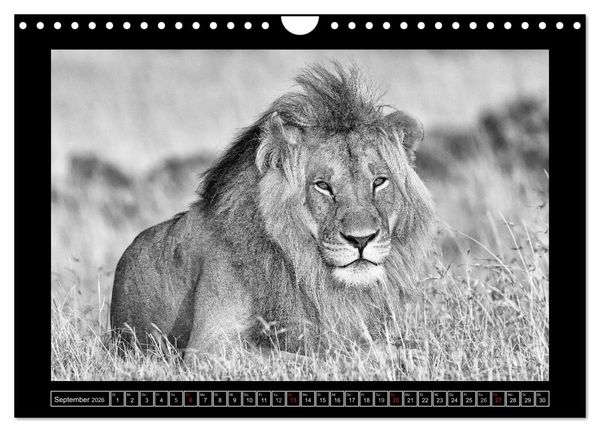 Produktbild: Afrika Schwarz - Weiss (Wandkalender 2026 DIN A4 quer), CALVENDO Monatskalender