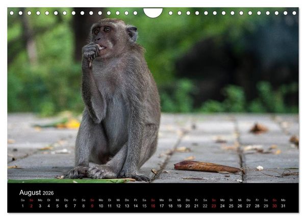 Produktbild: Affentheater (Wandkalender 2026 DIN A4 quer), CALVENDO Monatskalender