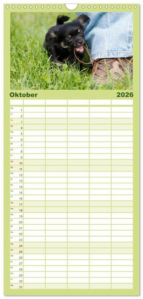 Produktbild: Familienplaner 2026 - Chihuahuas - kleine Herzensbrecher mit 5 Spalten (Wandkalender, 21 x 45 cm) CALVENDO