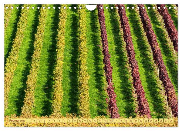 Produktbild: Farbenpr&auml;chtige Weinberge (Wandkalender 2026 DIN A4 quer), CALVENDO Monatskalender