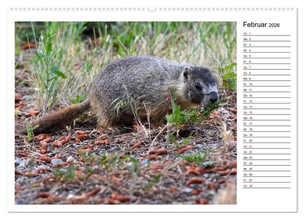 Produktbild: Murmeltiere in Nordamerika (Wandkalender 2026 DIN A2 quer), CALVENDO Monatskalender
