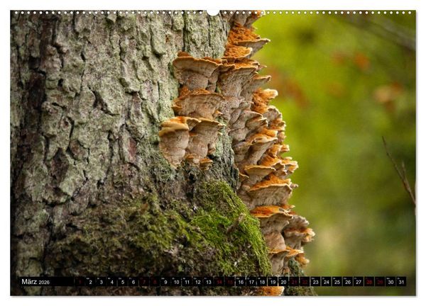 Produktbild: Pilzmania (Wandkalender 2026 DIN A2 quer), CALVENDO Monatskalender