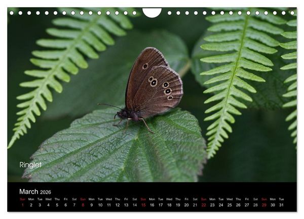 Produktbild: Beautiful British Butterflies (Wall Calendar 2026 DIN A4 landscape), CALVENDO 12 Month Wall Calendar