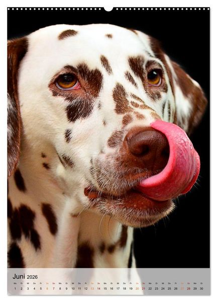 Produktbild: Hunde - treu und ehrlich (Wandkalender 2026 DIN A2 hoch), CALVENDO Monatskalender