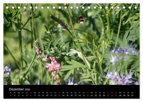 Produktbild: Hummelflug (Tischkalender 2026 DIN A5 quer), CALVENDO Monatskalender