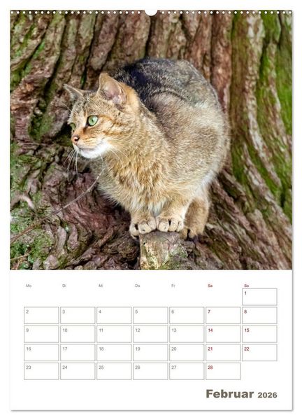 Produktbild: Europ&auml;ische Wildkatzen - Jahresplaner (hochwertiger Premium Wandkalender 2026 DIN A2 hoch), Kunstdruck in Hochglanz