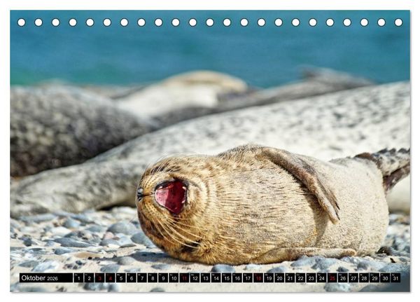 Produktbild: Robben an der Nordsee (Tischkalender 2026 DIN A5 quer), CALVENDO Monatskalender