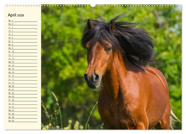 Produktbild: Welt der Pferde (Wandkalender 2026 DIN A2 quer), CALVENDO Monatskalender