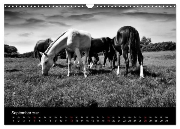 Produktbild: Pferde 2027 Wild Thing (Wandkalender 2027 DIN A3 quer), CALVENDO Monatskalender