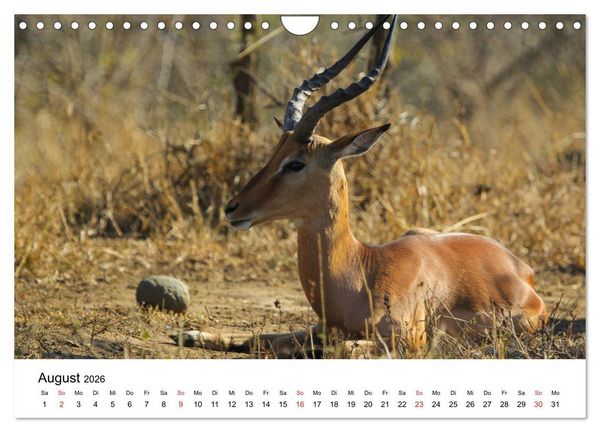 Produktbild: S&uuml;dafrika - Eine beeindruckende Tierwelt (Wandkalender 2026 DIN A4 quer), CALVENDO Monatskalender