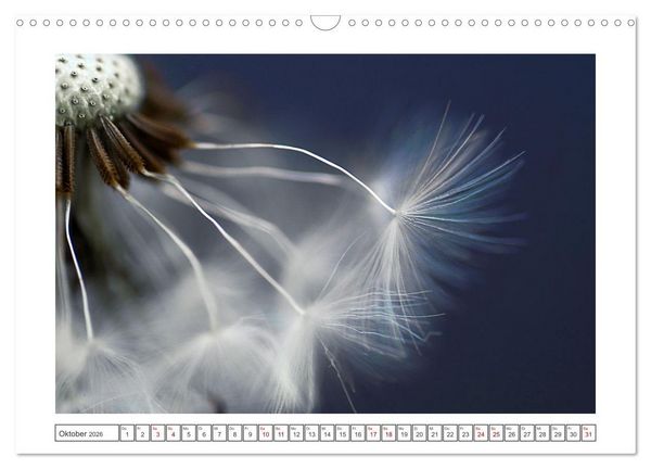 Produktbild: Zauberhafte Pusteblumen (Wandkalender 2026 DIN A3 quer), CALVENDO Monatskalender