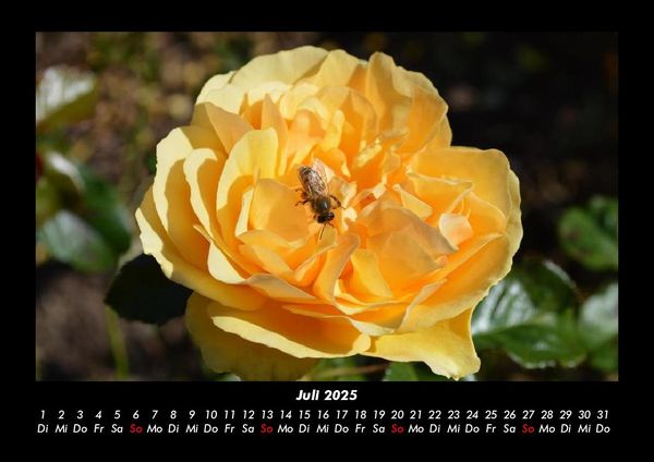 Produktbild: Rosentraum 2025 Fotokalender DIN A3