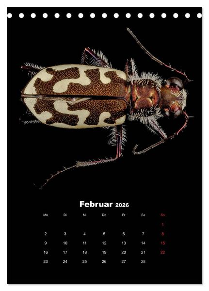 Produktbild: Schillernde Insektenwelt (Tischkalender 2026 DIN A5 hoch), CALVENDO Monatskalender