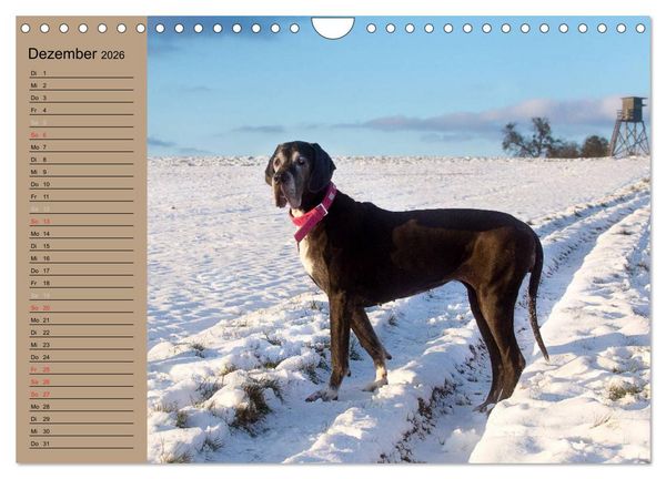 Produktbild: Deutsche Doggen - Sanfte Riesen (Wandkalender 2026 DIN A4 quer), CALVENDO Monatskalender