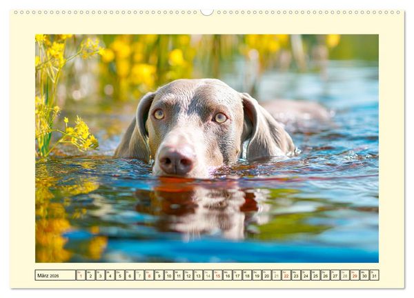 Produktbild: Edle Weimaraner. Loyale Silberseelen im Licht der Natur (Wandkalender 2026 DIN A2 quer), CALVENDO Monatskalender
