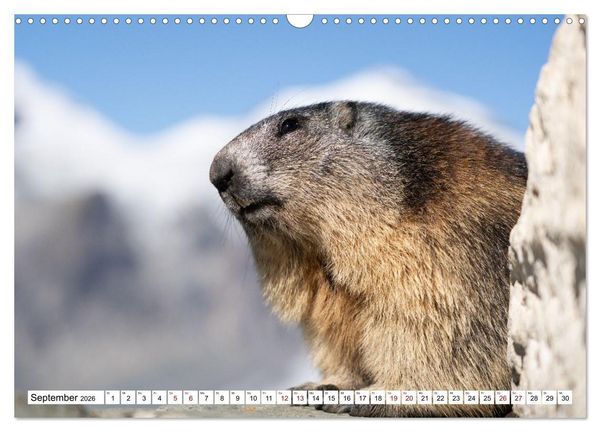 Produktbild: Unterwegs in den Hochalpen - Das Alpenmurmeltier im Herbst (Wandkalender 2026 DIN A3 quer), CALVENDO Monatskalender