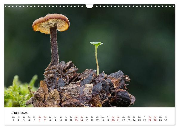Produktbild: Pilzgalerie - Heimische Pilze von ihrer sch&ouml;nsten Seite (Wandkalender 2026 DIN A3 quer), CALVENDO Monatskalender