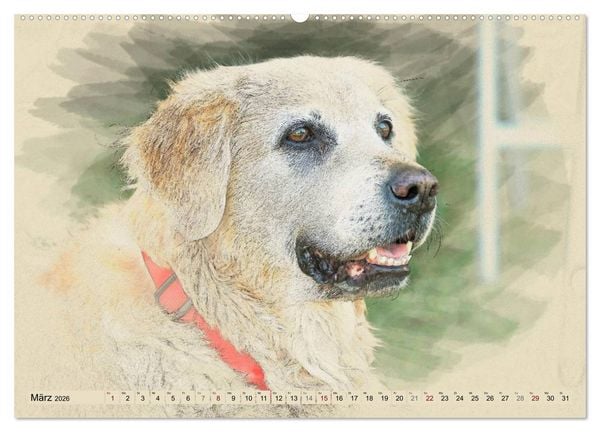 Produktbild: Golden Retriever 2026 (hochwertiger Premium Wandkalender 2026 DIN A2 quer), Kunstdruck in Hochglanz