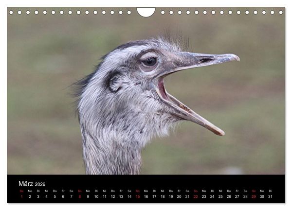 Produktbild: Strau&szlig;en-Kalender 2026 (Wandkalender 2026 DIN A4 quer), CALVENDO Monatskalender