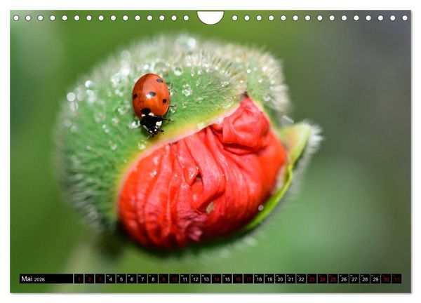 Produktbild: Insekten-Sommer (Wandkalender 2026 DIN A4 quer), CALVENDO Monatskalender