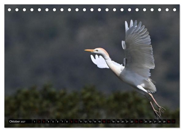 Produktbild: Mallorcas V&ouml;gel (Tischkalender 2027 DIN A5 quer), CALVENDO Monatskalender