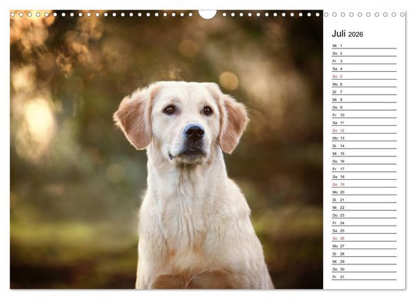 Produktbild: Goldig durch das Jahr! (Wandkalender 2026 DIN A3 quer), CALVENDO Monatskalender