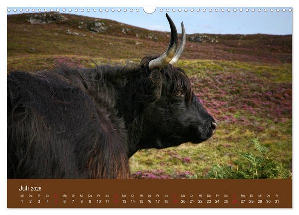 Produktbild: Schottische Hochlandrinder - Highland Cattle (Wandkalender 2026 DIN A3 quer), CALVENDO Monatskalender