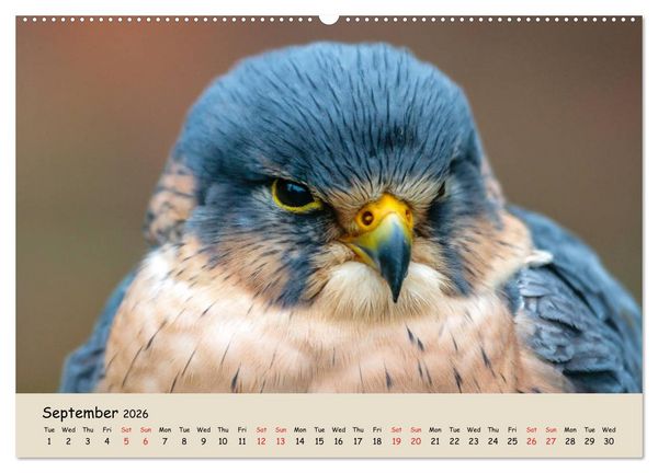 Produktbild: British Birds of Prey (High Quality Premium Wall Calendar 2026 DIN A2 landscape),CALVENDO 12 Month Wall Calendar