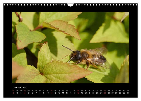 Produktbild: Die Wildbienen Deutschlands (Wandkalender 2026 DIN A3 quer), CALVENDO Monatskalender
