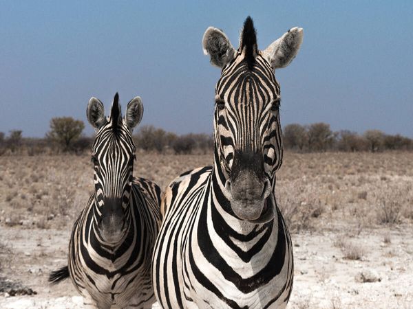 Produktbild: CALVENDO Puzzle Zebrap&auml;rchen bei Rietfontein, Etosha | 1000 Teile Lege-Gr&ouml;&szlig;e 64 &times; 48 cm Foto-Puzzle f&uuml;r gl&uuml;ckliche Stunden