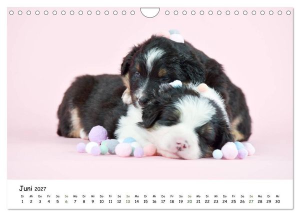Produktbild: Baby Pfoten (Wandkalender 2027 DIN A4 quer), CALVENDO Monatskalender