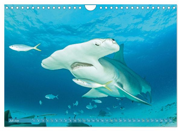Produktbild: Hai: Raubtier der Meere (Wandkalender 2026 DIN A4 quer), CALVENDO Monatskalender