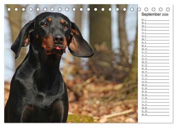 Produktbild: Der Brandlbracken-Terminplaner (Tischkalender 2026 DIN A5 quer), CALVENDO Monatskalender