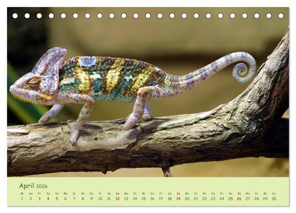 Produktbild: Augenblicke der Cham&auml;leons (Tischkalender 2026 DIN A5 quer), CALVENDO Monatskalender