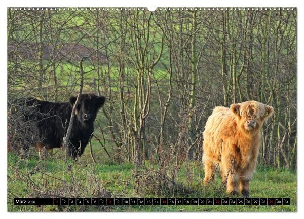 Produktbild: Das Schottische Hochlandrind (hochwertiger Premium Wandkalender 2026 DIN A2 quer), Kunstdruck in Hochglanz