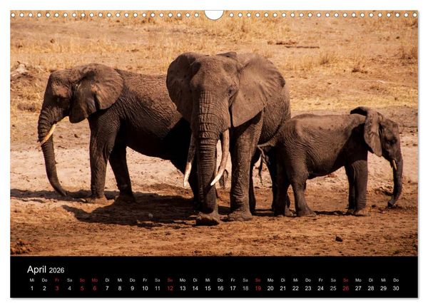 Produktbild: Wildes Afrika (Wandkalender 2026 DIN A3 quer), CALVENDO Monatskalender