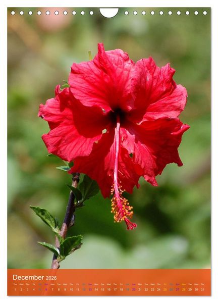 Produktbild: Mexican Garden Flowers - Aguascalientes (Wall Calendar 2026 DIN A4 portrait), CALVENDO 12 Month Wall Calendar