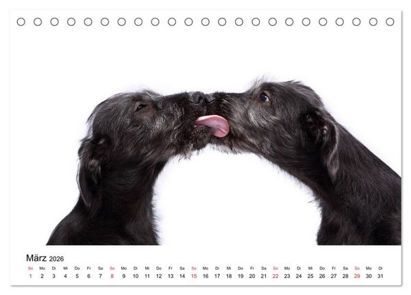 Produktbild: Funny Dogs (Tischkalender 2026 DIN A5 quer), CALVENDO Monatskalender