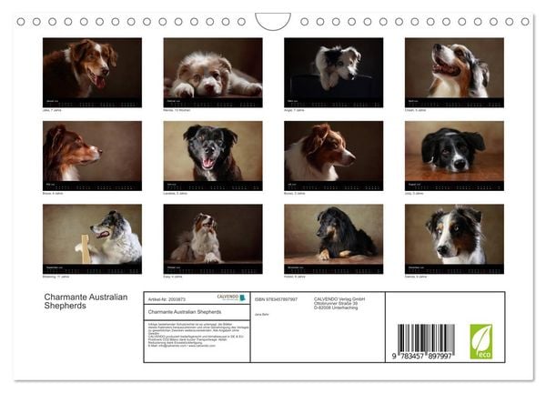 Produktbild: Charmante Australian Shepherds (Wandkalender 2026 DIN A4 quer), CALVENDO Monatskalender