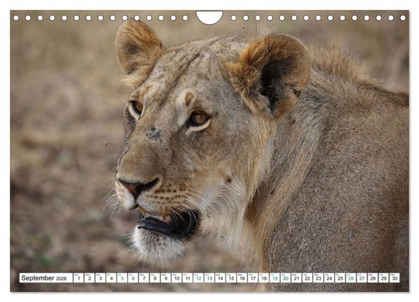 Produktbild: Simba Masai Mara Kenya Africa (Wall Calendar 2026 DIN A4 landscape), CALVENDO 12 Month Wall Calendar
